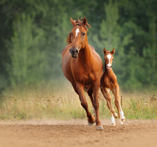 Dedicated Care for Performance Horses