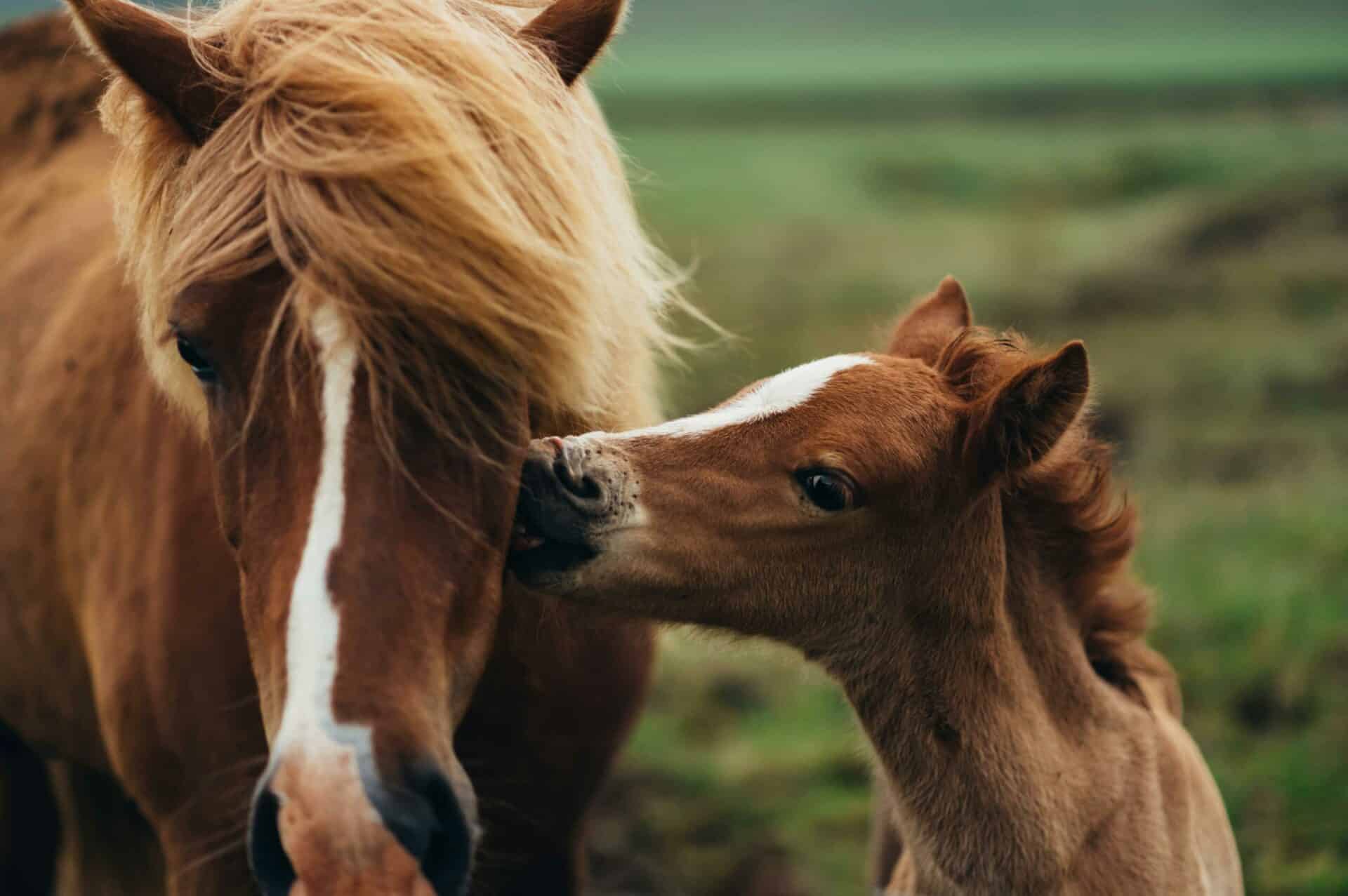 Equine End-of-Life Care Rocky Branch - Veterinary Services