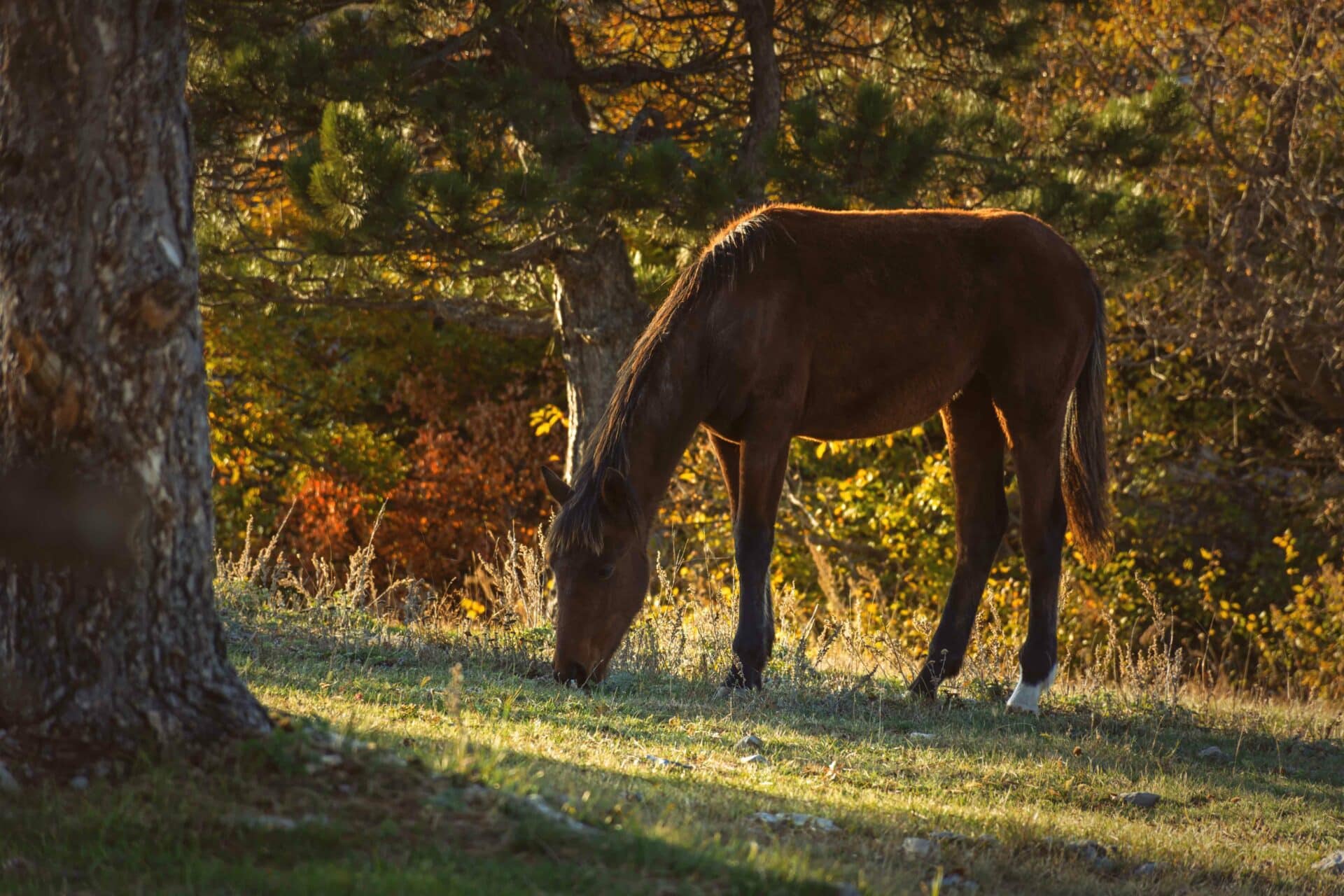 Equine-Toxicities