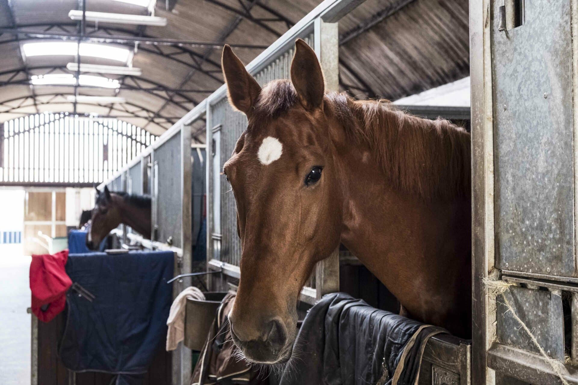 Keeping Your Horse Healthy as a.... Horse