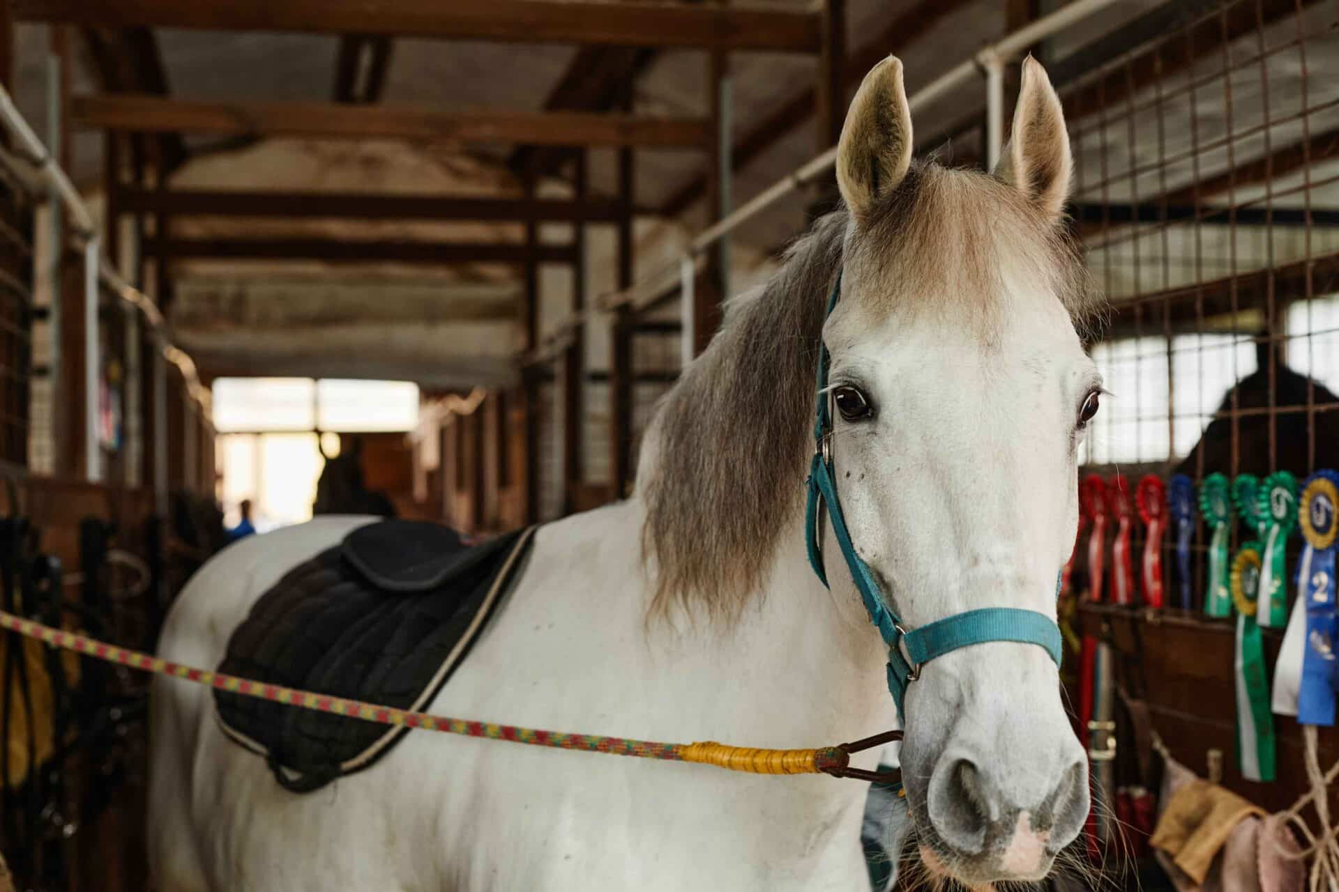 The Power of Immunizations: How Vaccines Keep Your Horse Safe at Local Events