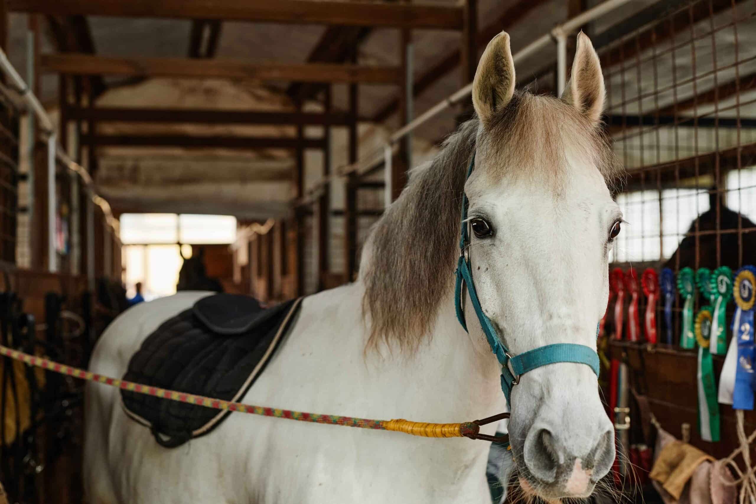 The Power of Immunizations: How Vaccines Keep Your Horse Safe at Local Events