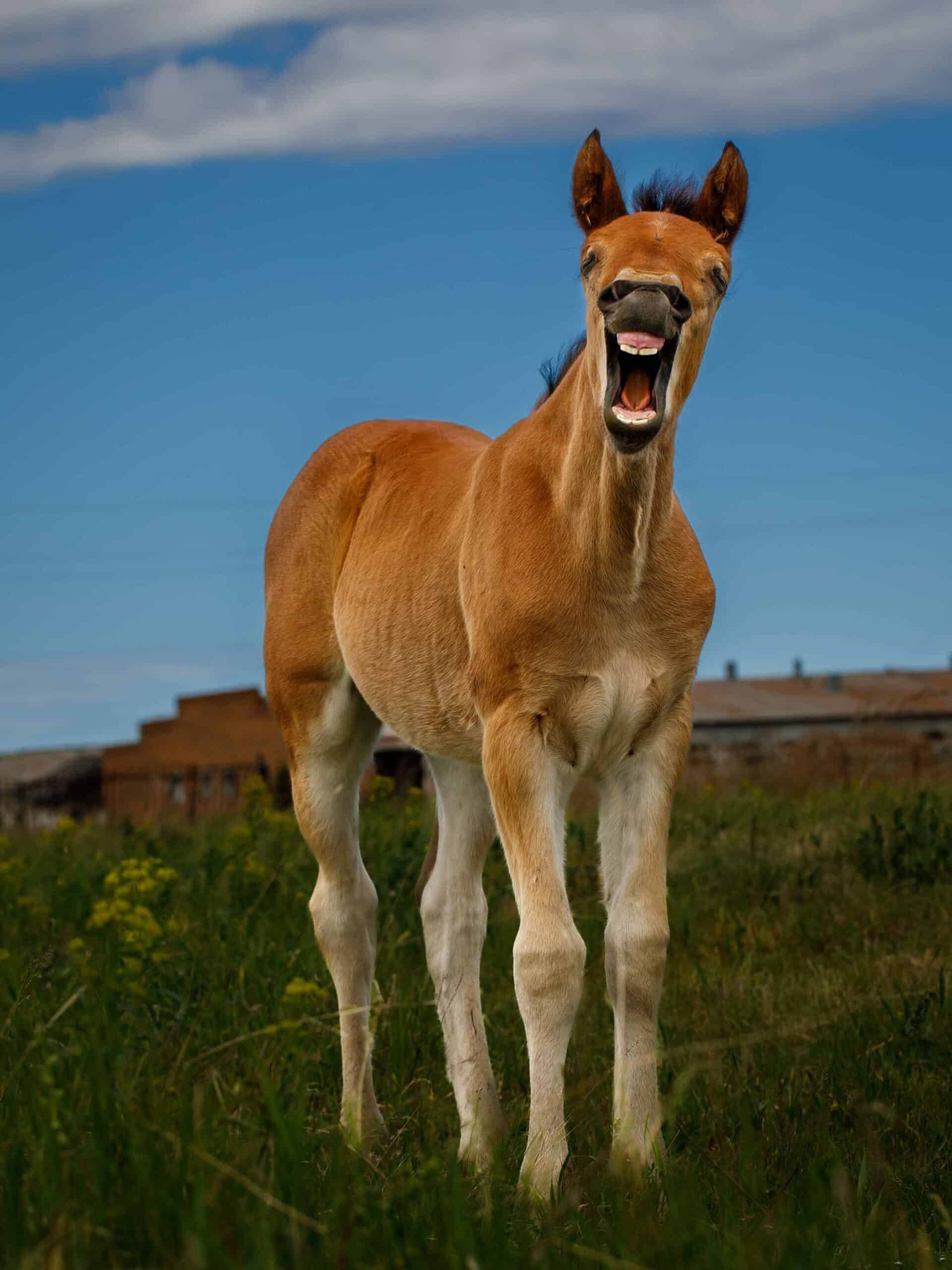 Why Dentistry Matters for All Horses
